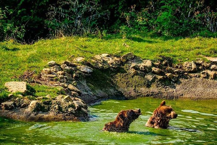 Romania Wildlife Tour from Bucharest: Bear Sanctuary, Bison Reserve & Traditional Lunch